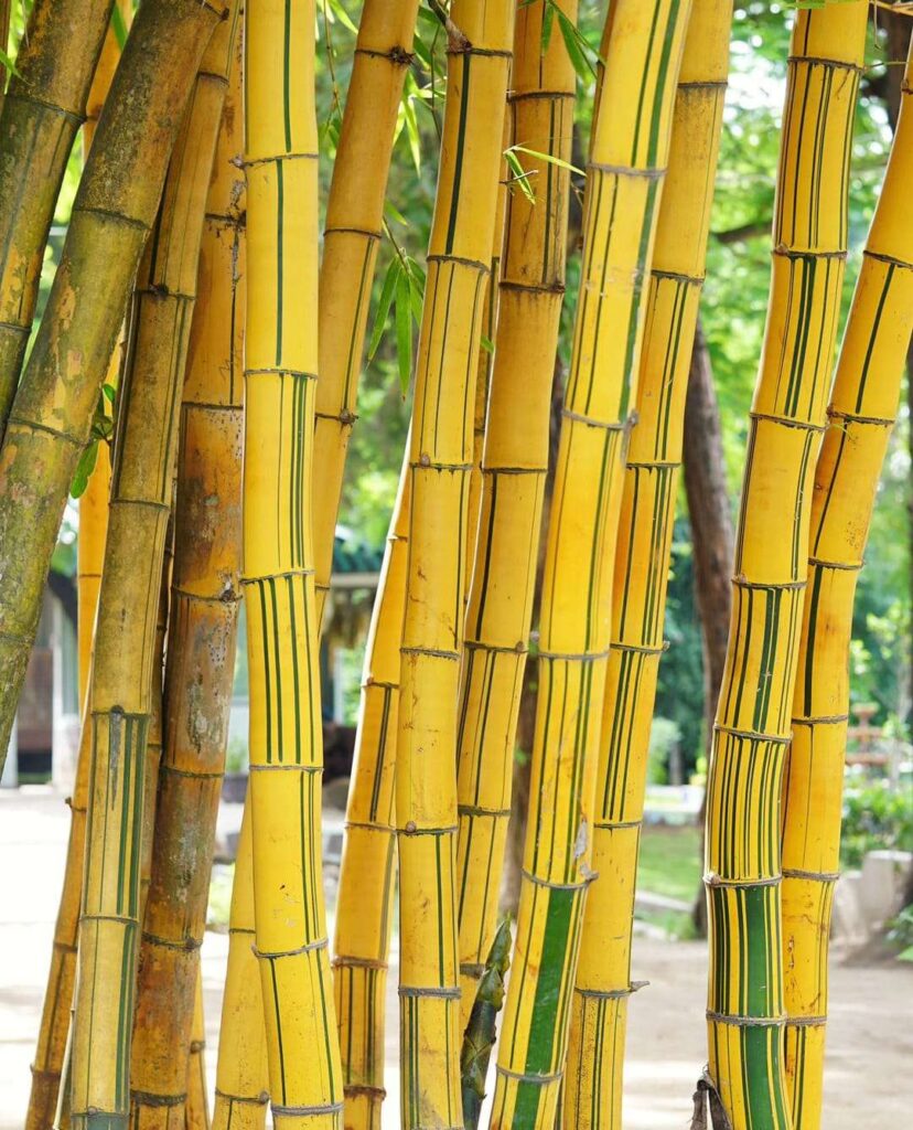 Golden-bamboo
